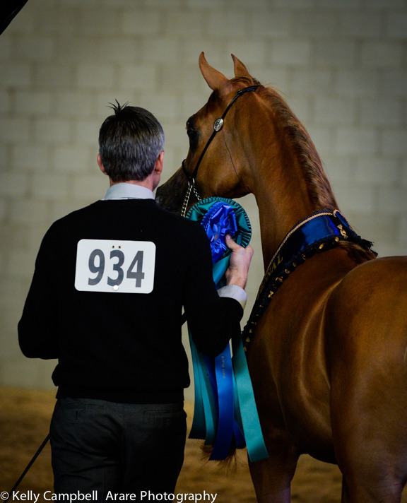 Kelly Campbell 2014 Scottsdale Arabian Horse Show