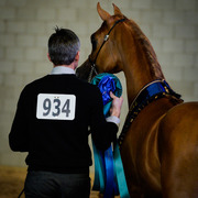 Kelly Campbell 2014 Scottsdale Arabian Horse Show