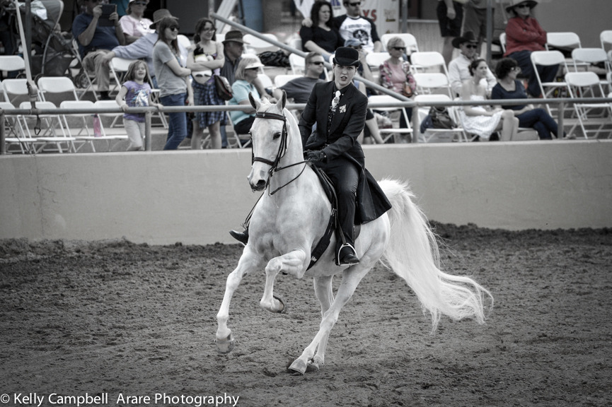 Kelly Campbell 2014 Scottsdale Arabian Horse Show