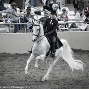 Kelly Campbell 2014 Scottsdale Arabian Horse Show