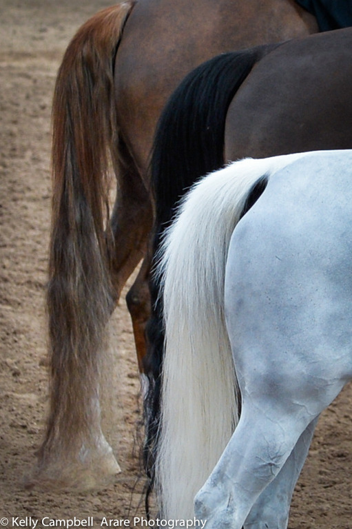 Kelly Campbell 2014 Scottsdale Arabian Horse Show