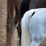 Kelly Campbell 2014 Scottsdale Arabian Horse Show