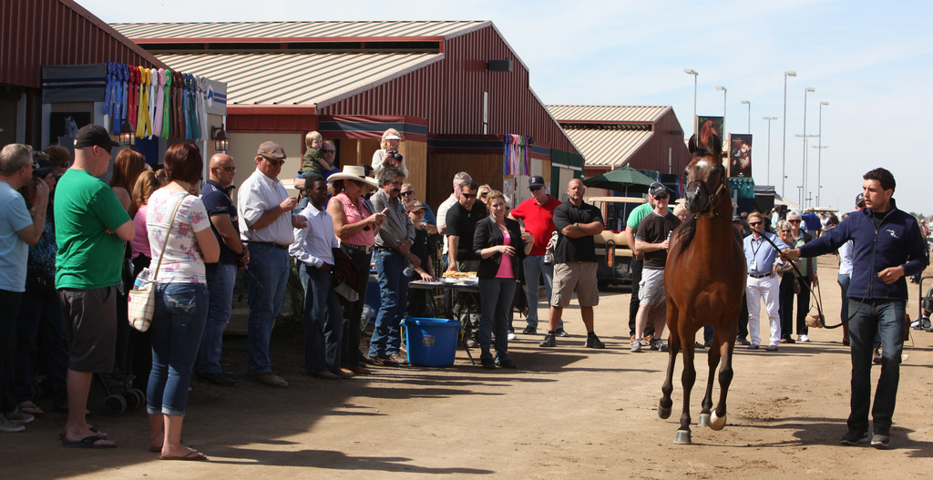 2014 Scottsdale Arabian Horse Show