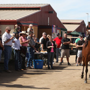 2014 Scottsdale Arabian Horse Show