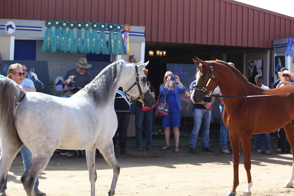 2014 Scottsdale Arabian Horse Show