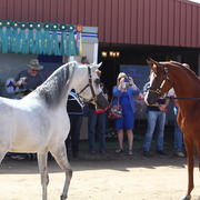 2014 Scottsdale Arabian Horse Show