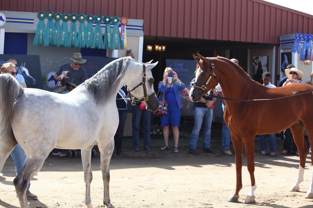 2014 Scottsdale Arabian Horse Show