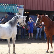2014 Scottsdale Arabian Horse Show