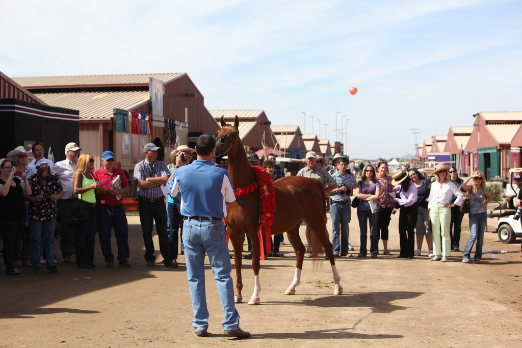 2014 Scottsdale Arabian Horse Show