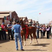 2014 Scottsdale Arabian Horse Show