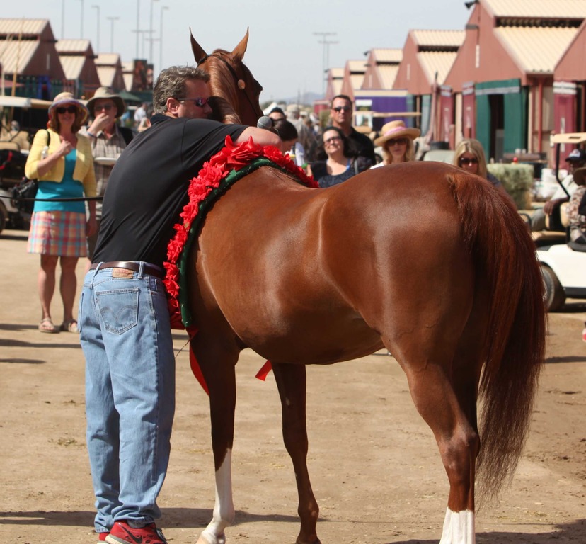 2014 Scottsdale Arabian Horse Show