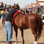 2014 Scottsdale Arabian Horse Show