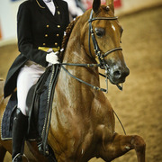 2014 Scottsdale Arabian Horse Show