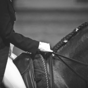 2014 Scottsdale Arabian Horse Show