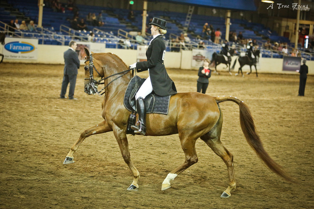 2014 Scottsdale Arabian Horse Show