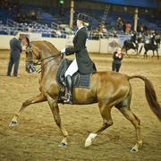 2014 Scottsdale Arabian Horse Show