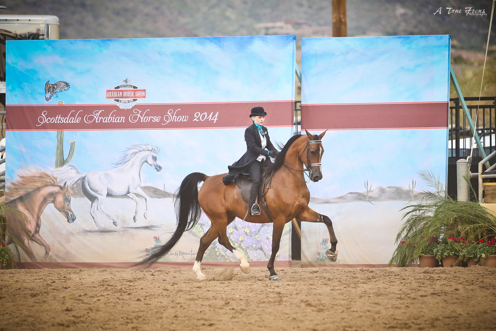 2014 Scottsdale Arabian Horse Show