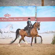 2014 Scottsdale Arabian Horse Show