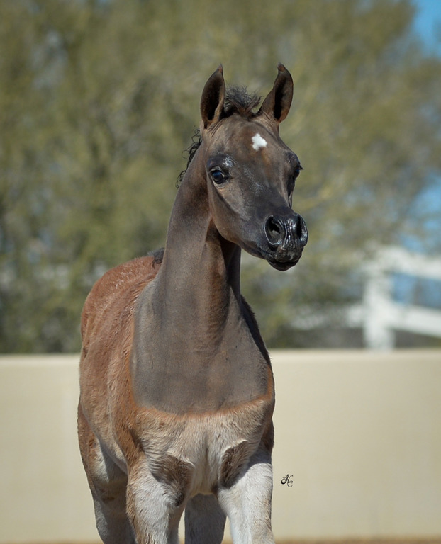 Arabesque International