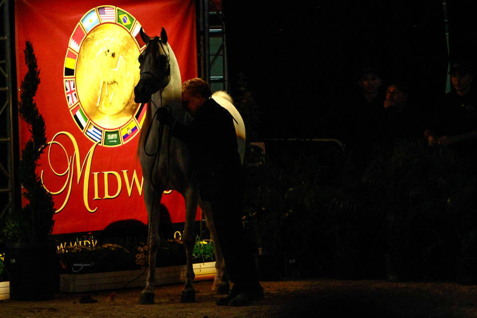 2014 Arabian Breeders World Cup