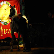 2014 Arabian Breeders World Cup