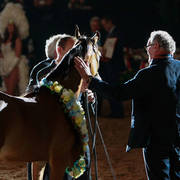 2014 Arabian Breeders World Cup