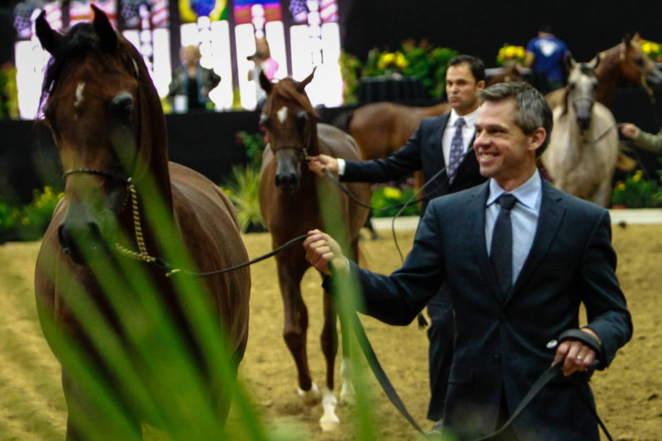 2014 Arabian Breeders World Cup