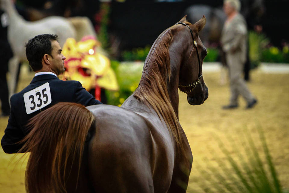 2014 Arabian Breeders World Cup