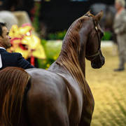 2014 Arabian Breeders World Cup