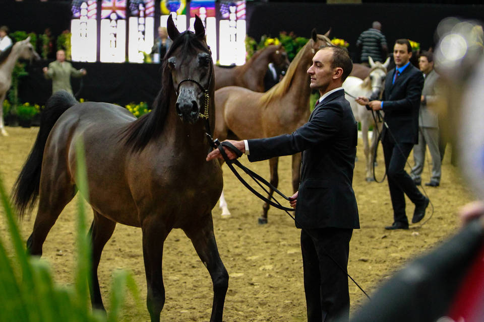 2014 Arabian Breeders World Cup