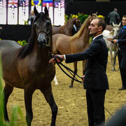 2014 Arabian Breeders World Cup