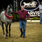 2014 Arabian Breeders World Cup