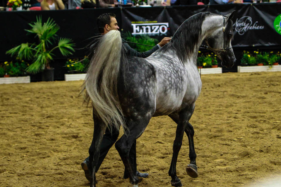 2014 Arabian Breeders World Cup