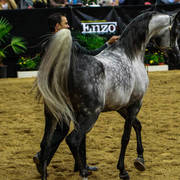 2014 Arabian Breeders World Cup