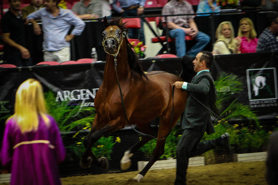2014 Arabian Breeders World Cup