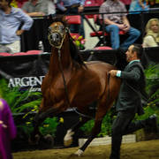 2014 Arabian Breeders World Cup