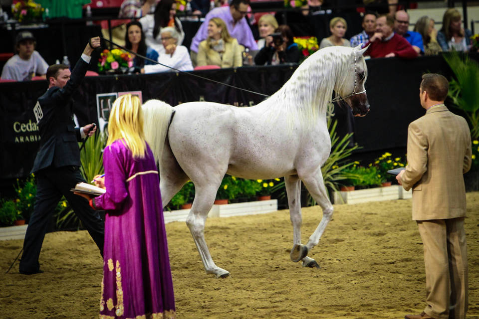 2014 Arabian Breeders World Cup