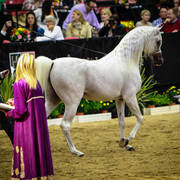2014 Arabian Breeders World Cup