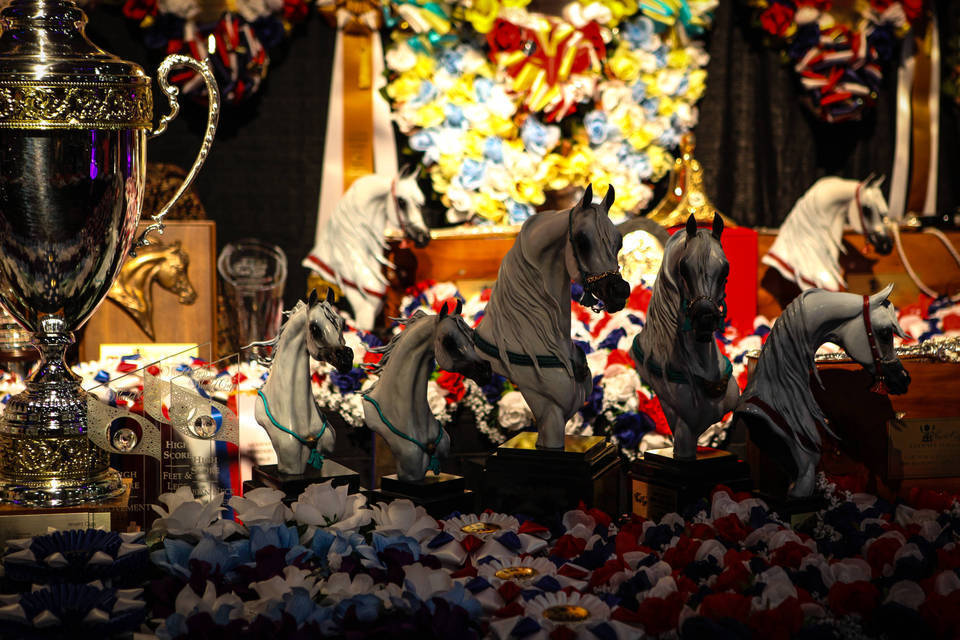 2014 Arabian Breeders World Cup