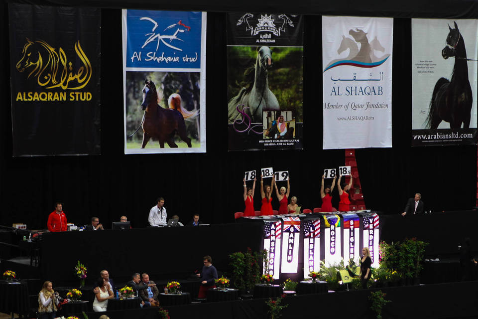 2014 Arabian Breeders World Cup