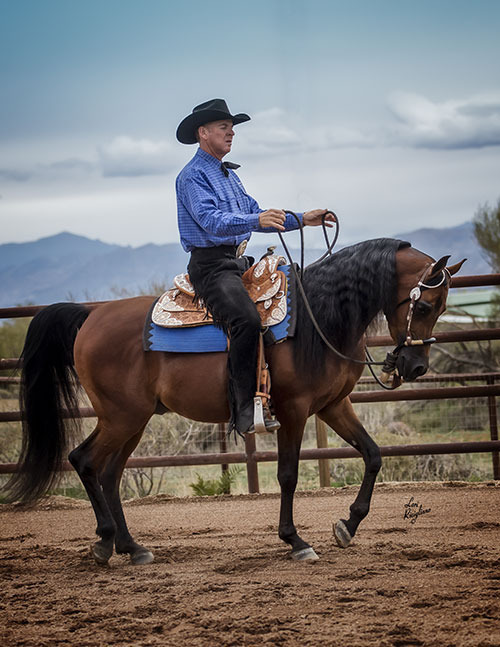 Culbreth Equine Training & Management