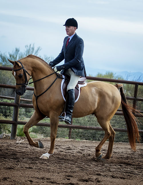 Culbreth Equine Training & Management