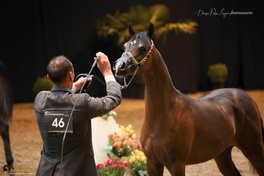 Tulip Cup Deurne 2014