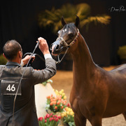Tulip Cup Deurne 2014