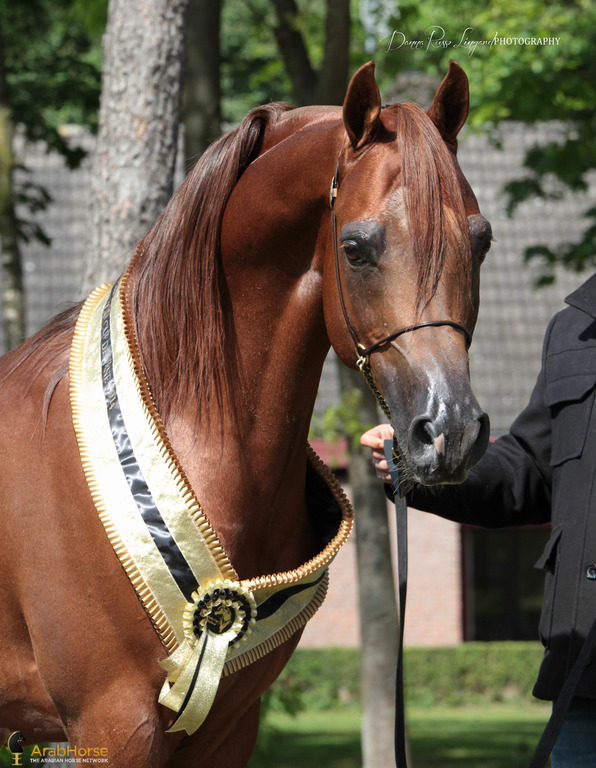 Tulip Cup Deurne 2014