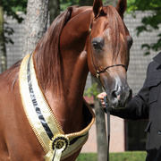 Tulip Cup Deurne 2014