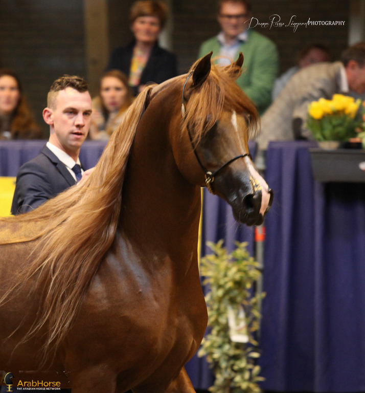 Tulip Cup Deurne 2014