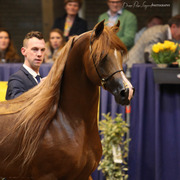 Tulip Cup Deurne 2014