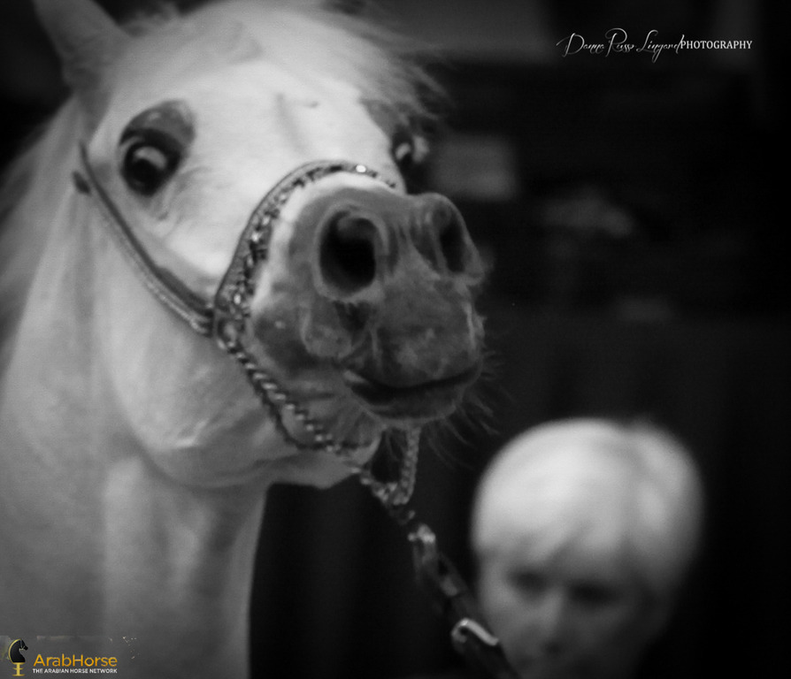 Tulip Cup Deurne 2014