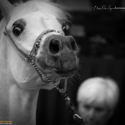 Tulip Cup Deurne 2014